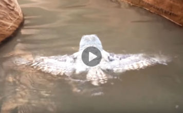 Hikers Come Across Rare Sight of Own Swimming in a Canyon