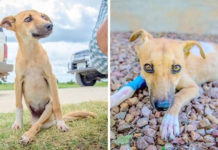 Paralyzed Puppy Dumped Outside City To D.ie, Drags Herself For Miles To Get Help #dogs #doglovers #puppy #puppies