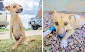 Paralyzed Puppy Dumped Outside City To D.ie, Drags Herself For Miles To Get Help