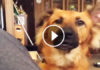 Overdramatic Pooch Has The Most Hilarious Reaction When She Doesn’t Get What She Wants