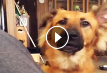 Overdramatic Pooch Has The Most Hilarious Reaction When She Doesn’t Get What She Wants #dogs #doglovers #puppy #puppies