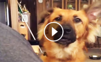 Overdramatic Pooch Has The Most Hilarious Reaction When She Doesn’t Get What She Wants