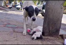 Mom Wailed Loudly For Her Pup That Clung To Life, As People Just Walked By