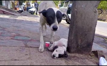 Mom Wailed Loudly For Her Pup That Clung To Life, As People Just Walked By