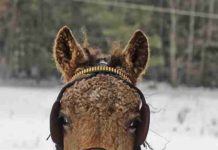 Yes, These Magical Curly-Haired Horses Actually Exist