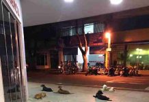 Dogs Wait Patiently Outside Hospital For Homeless Owner To Get Better