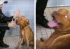 Magician Puts On A Show For Shelter Dogs — And Their Reactions Are Priceless