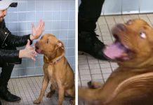 Magician Puts On A Show For Shelter Dogs — And Their Reactions Are Priceless