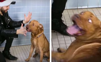 Magician Puts On A Show For Shelter Dogs — And Their Reactions Are Priceless