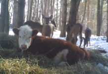 Cow Who Lost Her Mom Gets Adopted By Family Of Wild Deer
