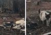 Cat Feared Lost During Wildfire Comes Running When She Sees Her Family Again