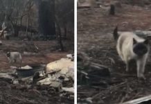 Cat Feared Lost During Wildfire Comes Running When She Sees Her Family Again