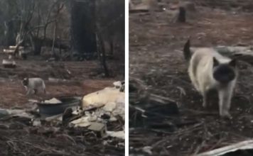 Cat Feared Lost During Wildfire Comes Running When She Sees Her Family Again