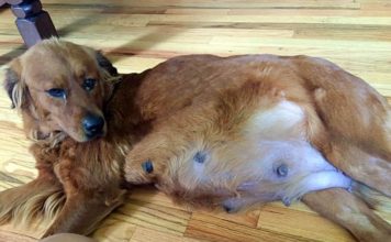 Pregnant Dog Gives Birth to 18 Pups After a Kind Lady Saves Her From Euthanasia