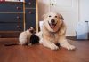 Kittens Heal Dog’s Heart After She Loses Her Best Friend