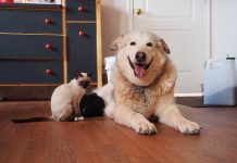 Kittens Heal Dog’s Heart After She Loses Her Best Friend