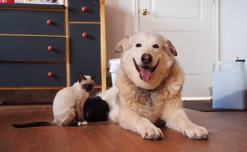 Kittens Heal Dog’s Heart After She Loses Her Best Friend