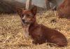Sad Pup Is Separated From Cow That Raised Him When Camera Captures Tear Jerking Moment They Reunite Again