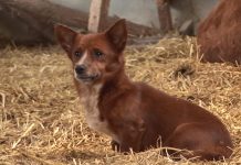 Sad Pup Is Separated From Cow That Raised Him When Camera Captures Tear Jerking Moment They Reunite Again