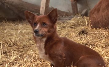 Sad Pup Is Separated From Cow That Raised Him When Camera Captures Tear Jerking Moment They Reunite Again