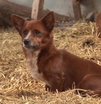 Sad Pup Is Separated From Cow That Raised Him When Camera Captures Tear Jerking Moment They Reunite Again