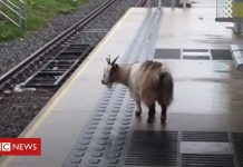 Missing Goat Found 25 Miles Away From Home, Catching Tram To Manchester
