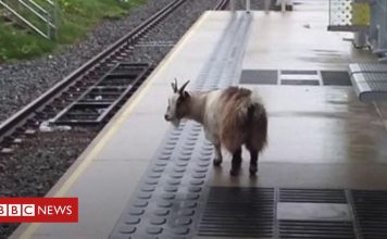 Missing Goat Found 25 Miles Away From Home, Catching Tram To Manchester
