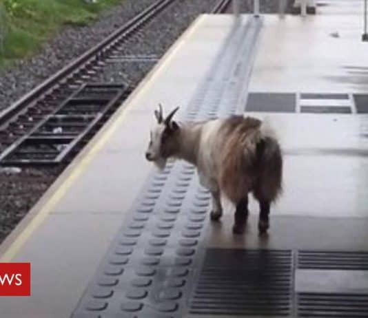 Missing Goat Found 25 Miles Away From Home, Catching Tram To Manchester