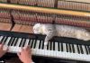 Nothing Can Wake This Cat Not Even A Piano Playing In Its Ears — Too Funny!