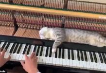 Nothing Can Wake This Cat Not Even A Piano Playing In Its Ears — Too Funny!