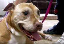 After 14 Long Years, The Sweetest Pit Bull Has Finally Found A Forever Home