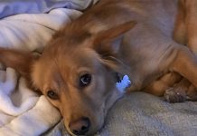 Abandoned Golden Retriever Found Pregnant And Surprises When She Gives Birth To Different Puppies