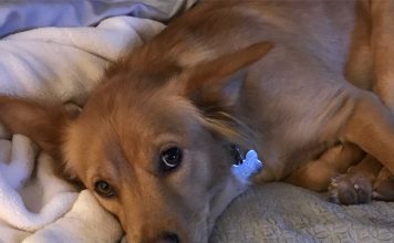Abandoned Golden Retriever Found Pregnant And Surprises When She Gives Birth To Different Puppies