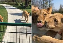 Woman Adopted Two Lion Cubs But Was Forced To Give Them Up. Now She Goes To Visit Them After 7 Years Away