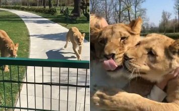 Woman Adopted Two Lion Cubs But Was Forced To Give Them Up. Now She Goes To Visit Them After 7 Years Away