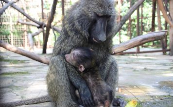 Orphaned Baboon Finally Meets Adoptive Mother And Refuses To Let Go