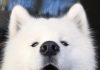 Samoyed Dog is One of the Most Stunningly Beautiful Dog Breeds