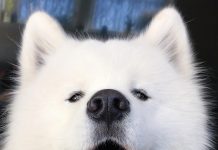 Samoyed Dog is One of the Most Stunningly Beautiful Dog Breeds