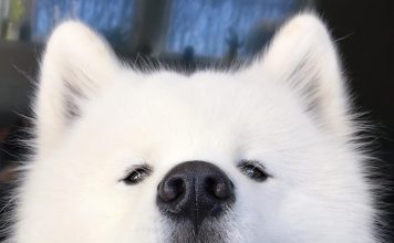Samoyed Dog is One of the Most Stunningly Beautiful Dog Breeds