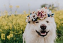 5 Interesting Facts About The Finnish Lapphund