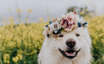 5 Interesting Facts About The Finnish Lapphund