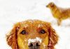 10 Golden Retriever Facts You Need To Know