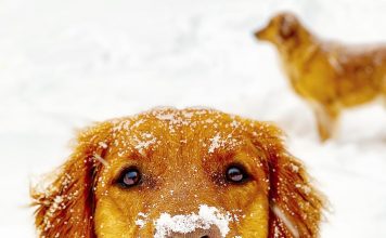 10 Golden Retriever Facts You Need To Know