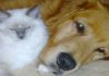 Watch The Incredible Moment When Dog Helps Cat Give Birth