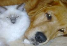 Watch The Incredible Moment When Dog Helps Cat Give Birth