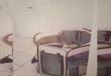 Cat Notices The Puppy In His Pen, Now Watch What He Does Next… It’s Just Hilarious!!