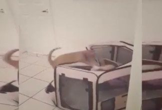 Cat Notices The Puppy In His Pen, Now Watch What He Does Next… It’s Just Hilarious!!