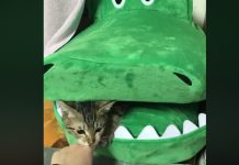 Cat Plays Hide And Seek, Pops Out Of Crocodile And It Makes Us Laugh Out Loud!
