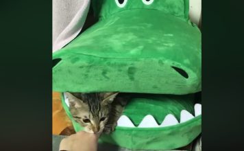 Cat Plays Hide And Seek, Pops Out Of Crocodile And It Makes Us Laugh Out Loud!