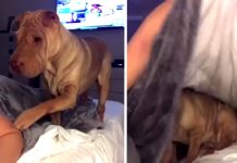 Dog Paws At Mom Until She Gets What She Wants: Goodnight Snuggles And Cuddles